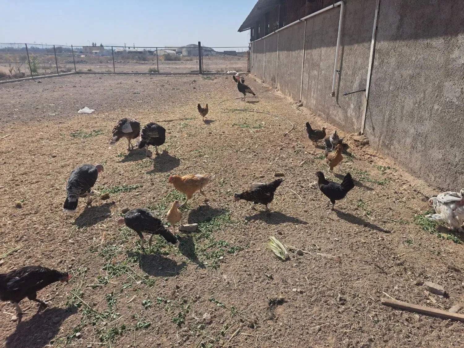 مرغ و خروس رسمی|حیوانات مزرعه|قم, پردیسان|دیوار