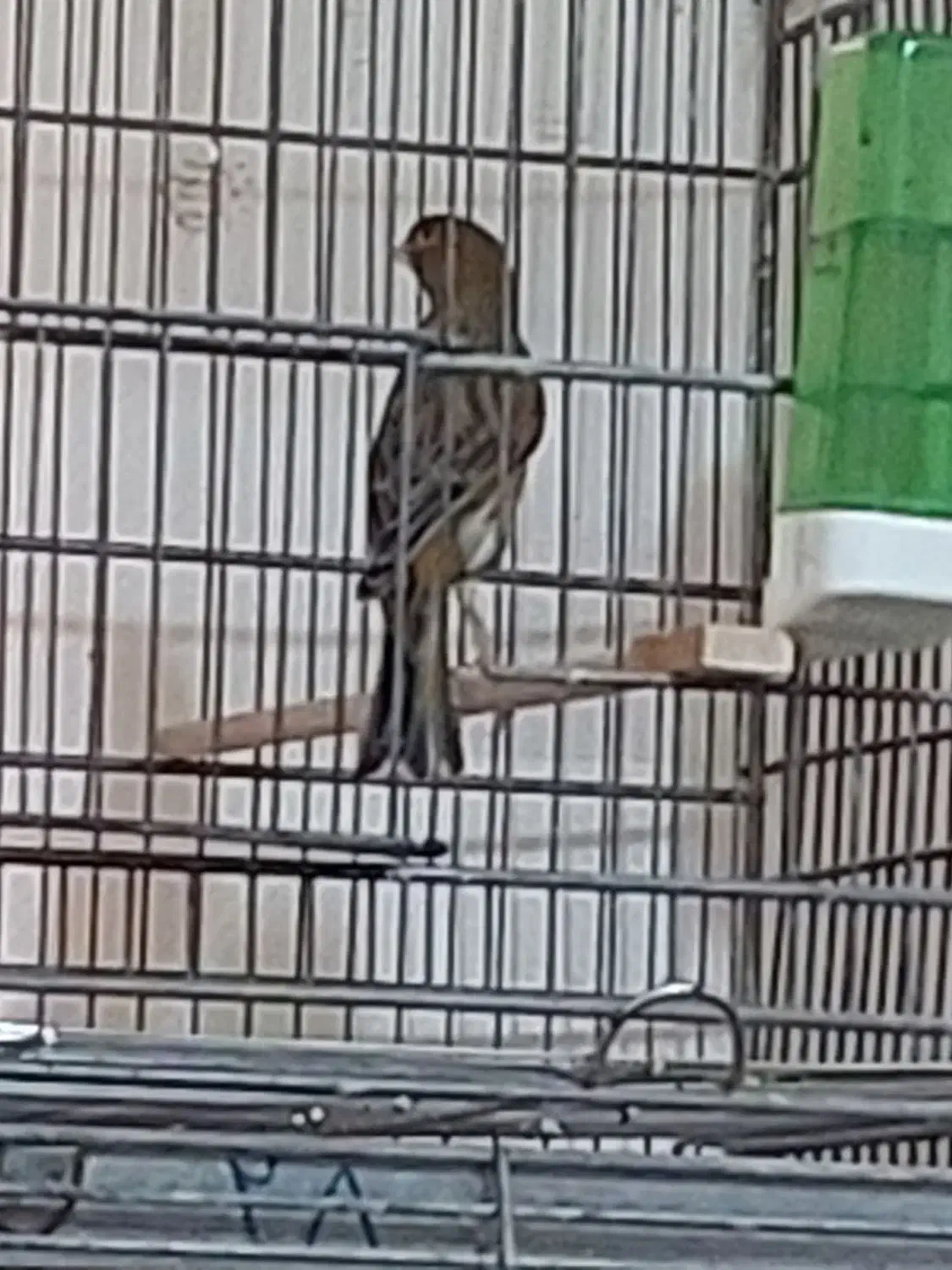 قناری نر فروش|پرنده|الوند, |دیوار