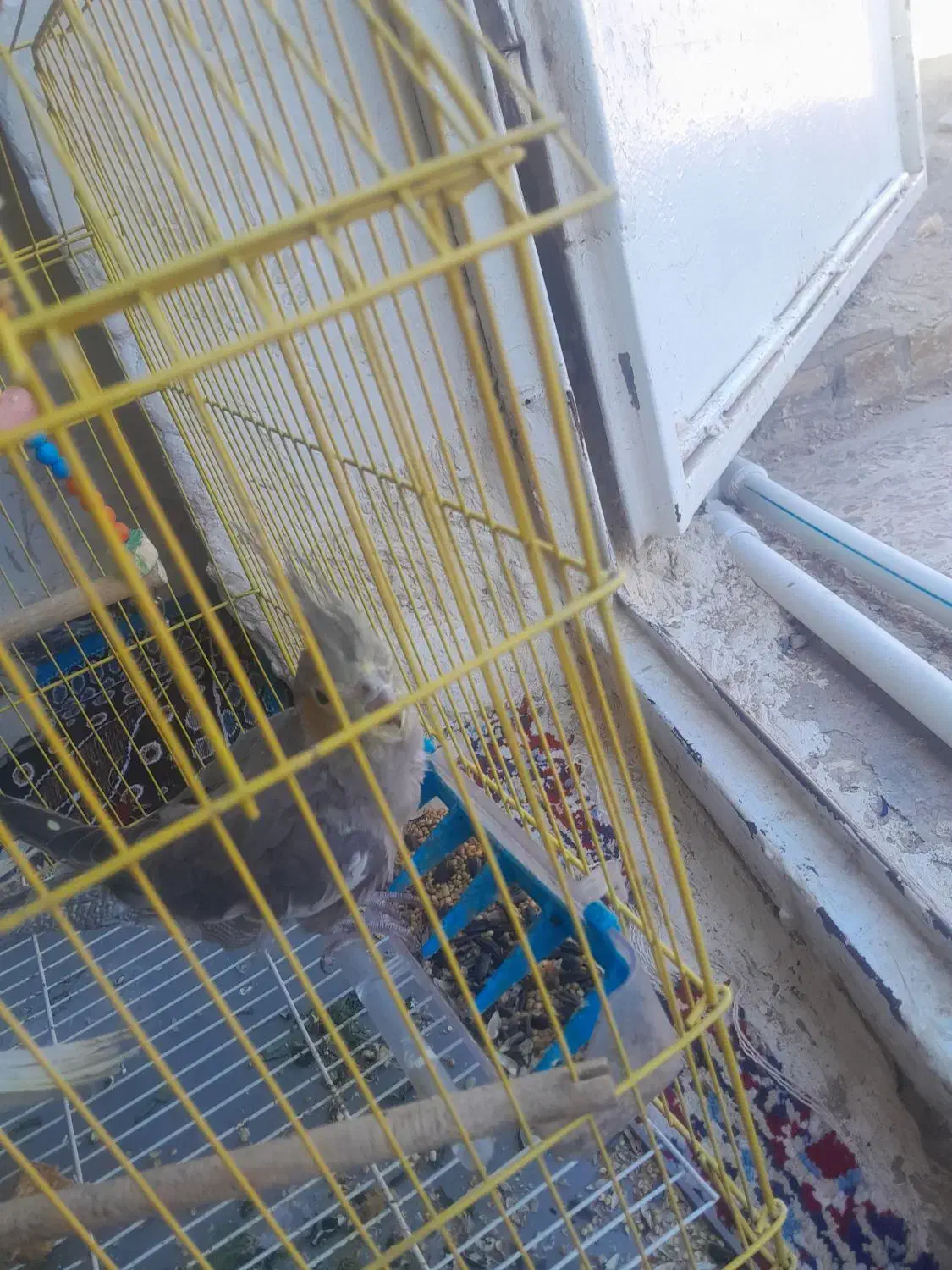 هویزه اهل جرف|پرنده|سوسنگرد, |دیوار