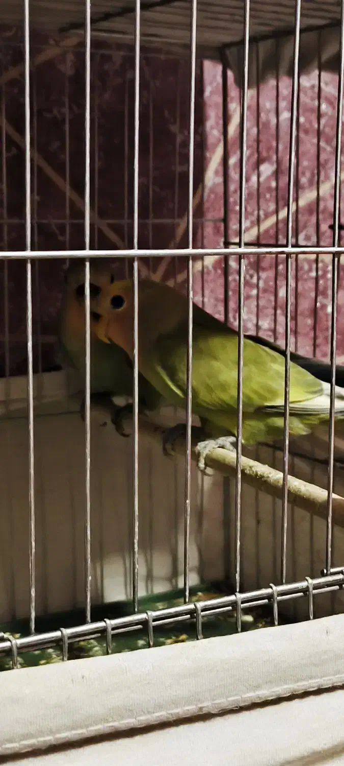 طوطی برزیلی|پرنده|تبریز, |دیوار