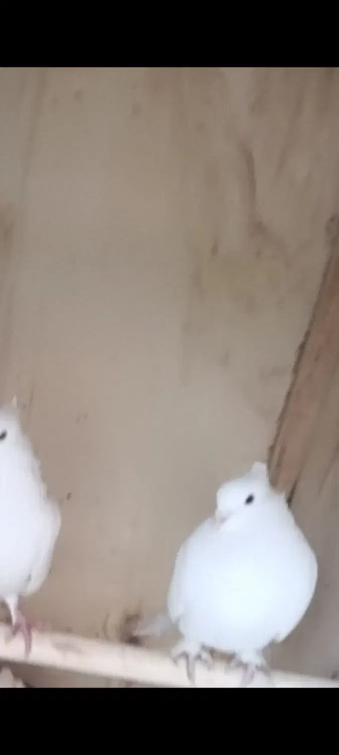 کفتر گمشده|حیوانات|قم, شهرک فاطمیه|دیوار