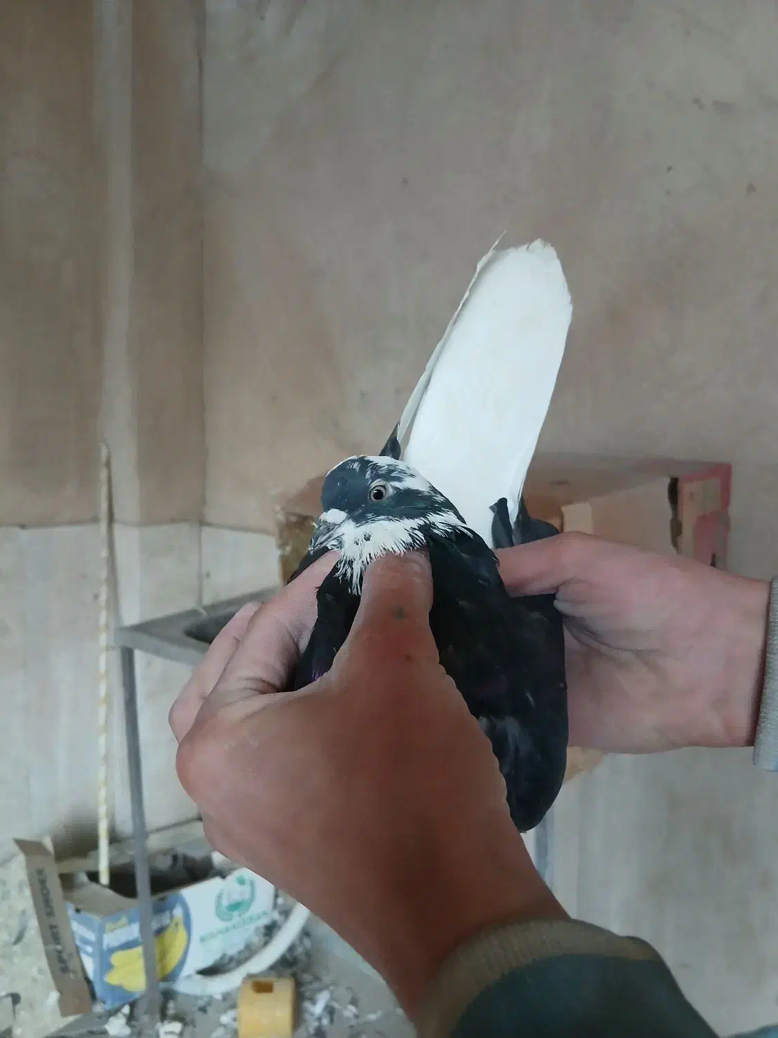 نرو ماده دوم تخت سفید|پرنده|نهاوند, |دیوار