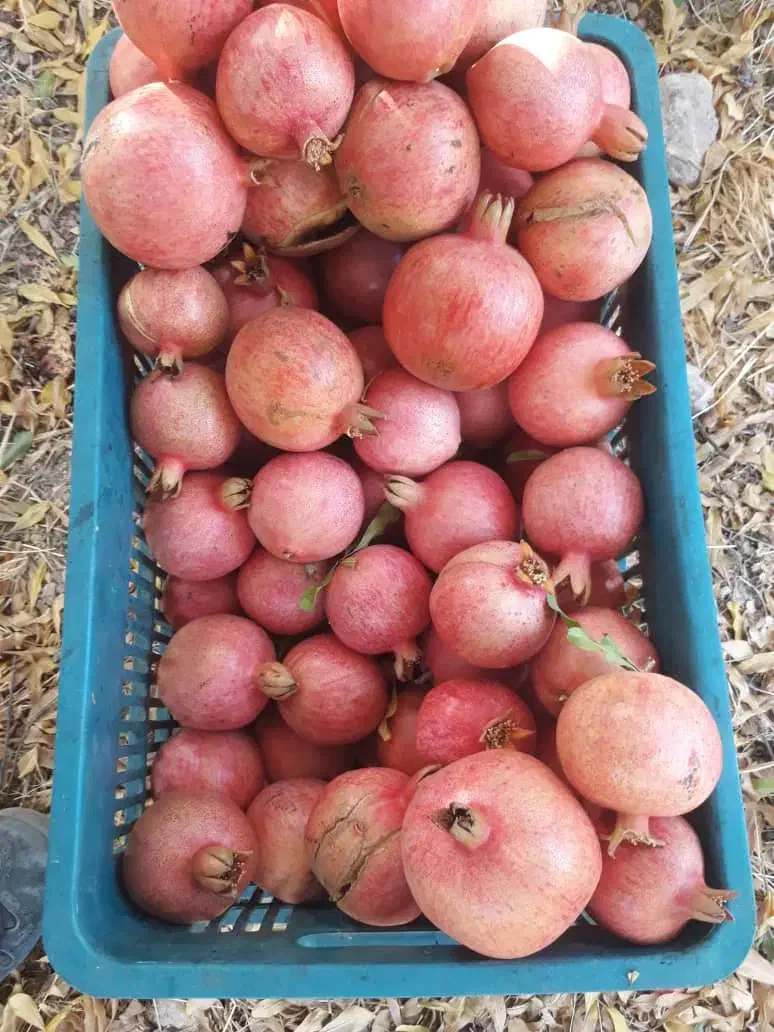 انار درجه دو ویک قیمت پایین|حراج|کوهنانی, |دیوار