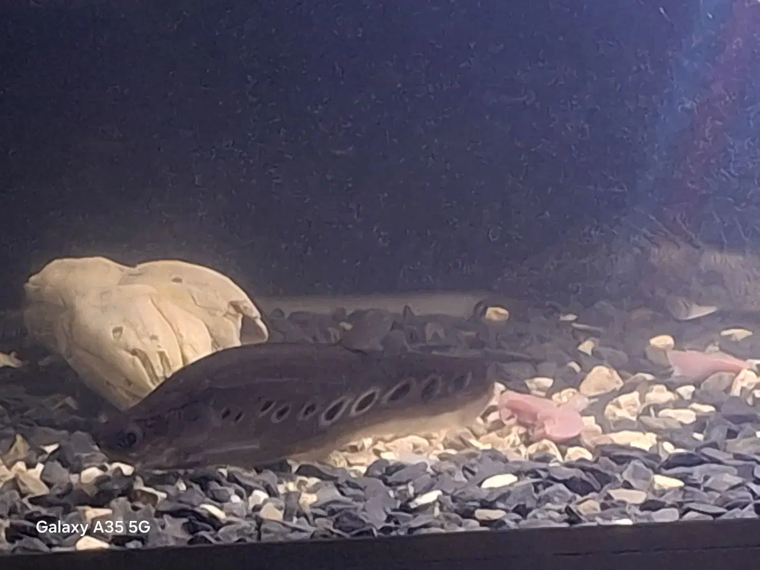 ماهی آکواریومی پلی اندی چری و نایف|ماهی|بندر انزلی, آذربایجان|دیوار