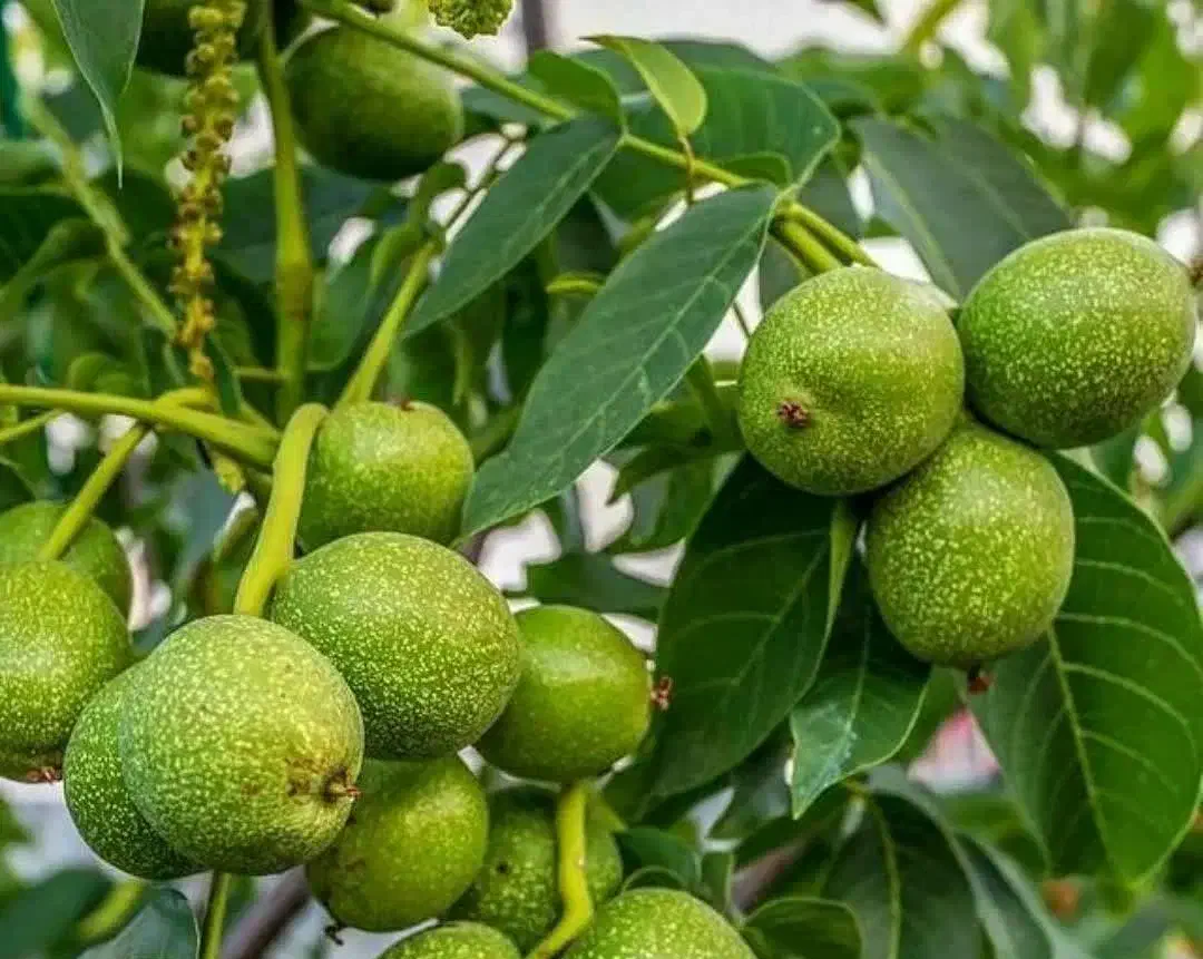 فروش نهال گردو فرنورپیوندی لیبل دار|خدمات باغبانی و درختکاری|بافق, |دیوار