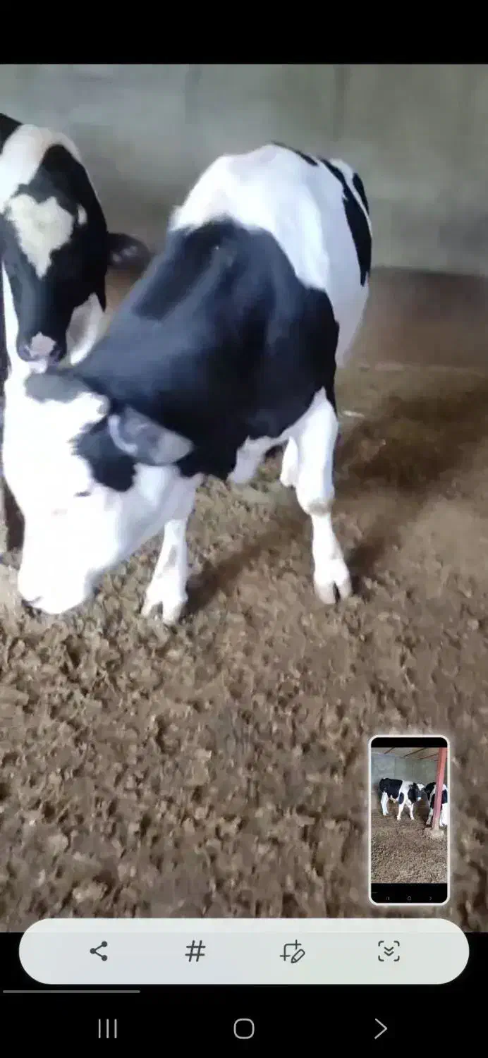 خر..یدفروش گاوگوساله تلیسه افتادهبهبالاترنقیمن|حیوانات مزرعه|همدان, |دیوار