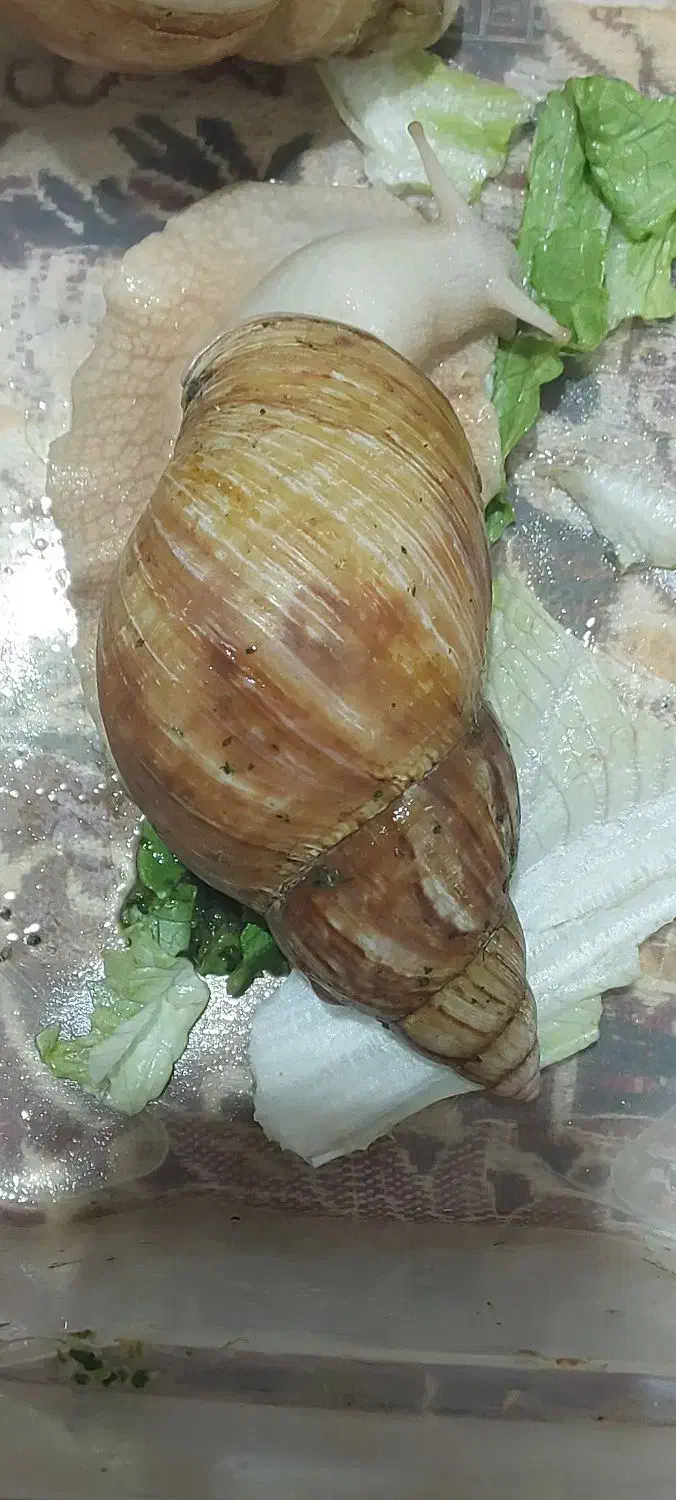 حلزون|خزنده|الشتر, |دیوار