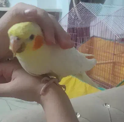 جوجه عروس هلندی لوتینو|پرنده|کرمانشاه, |دیوار