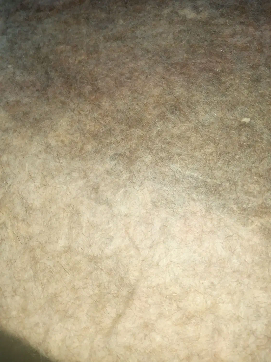 نمد دستباف|گلیم، جاجیم، گبه|سرپل ذهاب, |دیوار