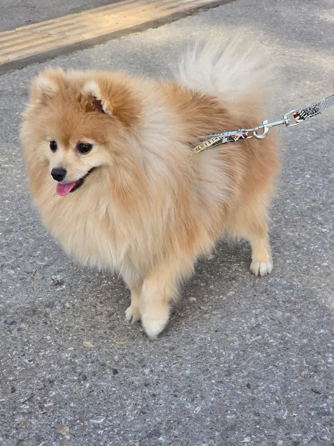 سگ پامر خرسی اصیل باهوش و آموزش پذیری بالا|سگ|کرمان, |دیوار