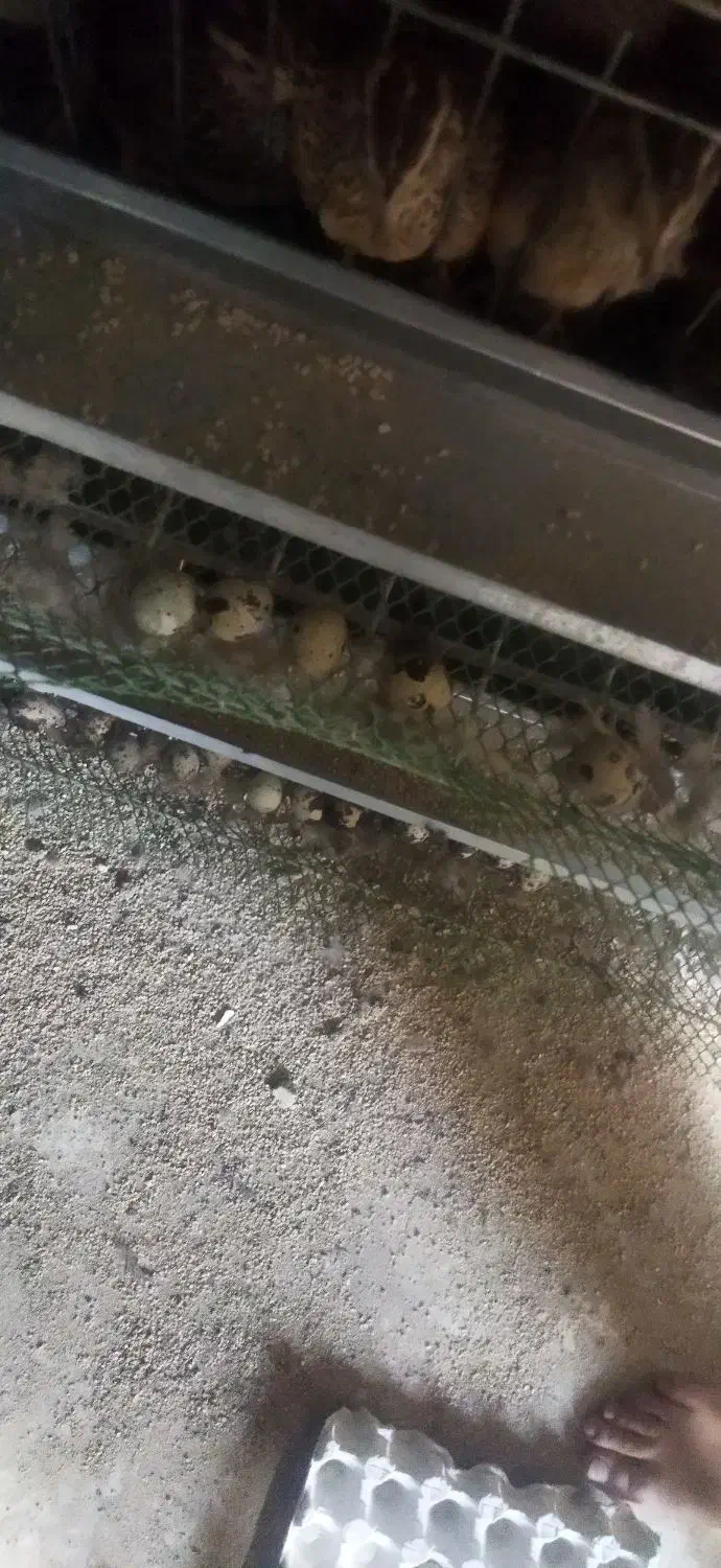 تخم بلدرچین نطفه دار|حیوانات مزرعه|زاهدان, |دیوار