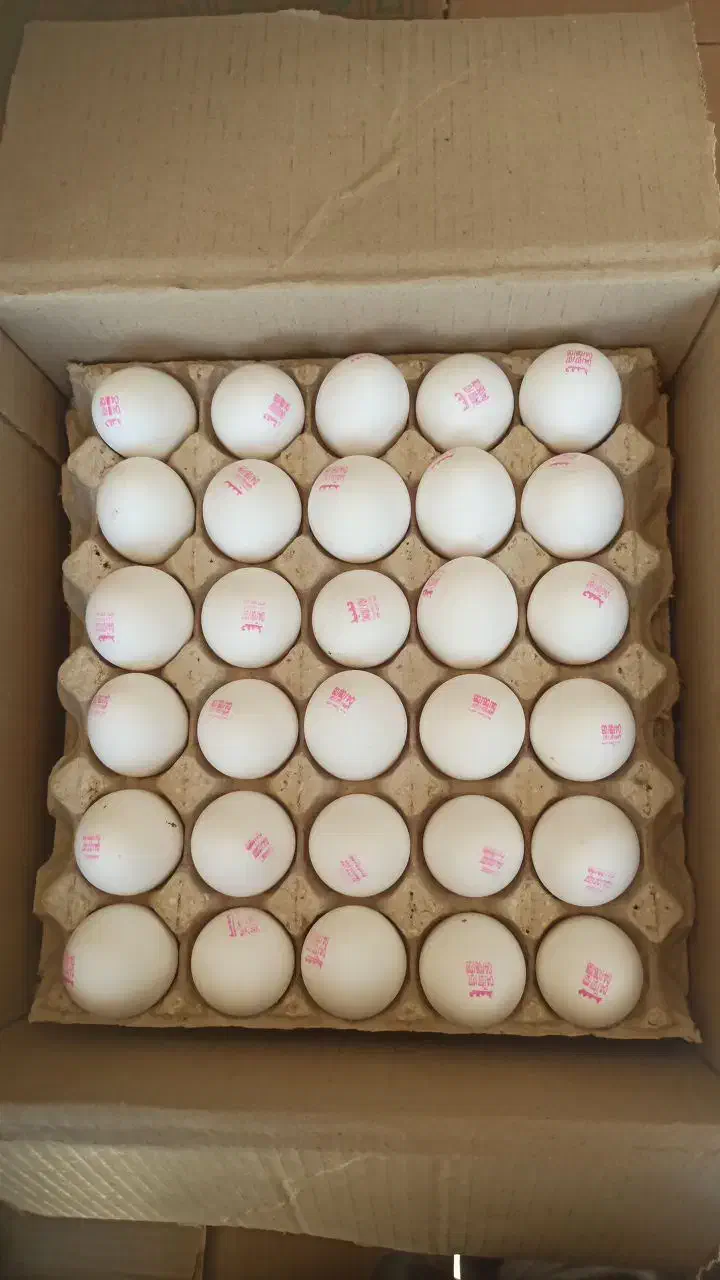 تخم مرغ سفید|خوردنی و آشامیدنی|قزوین, |دیوار