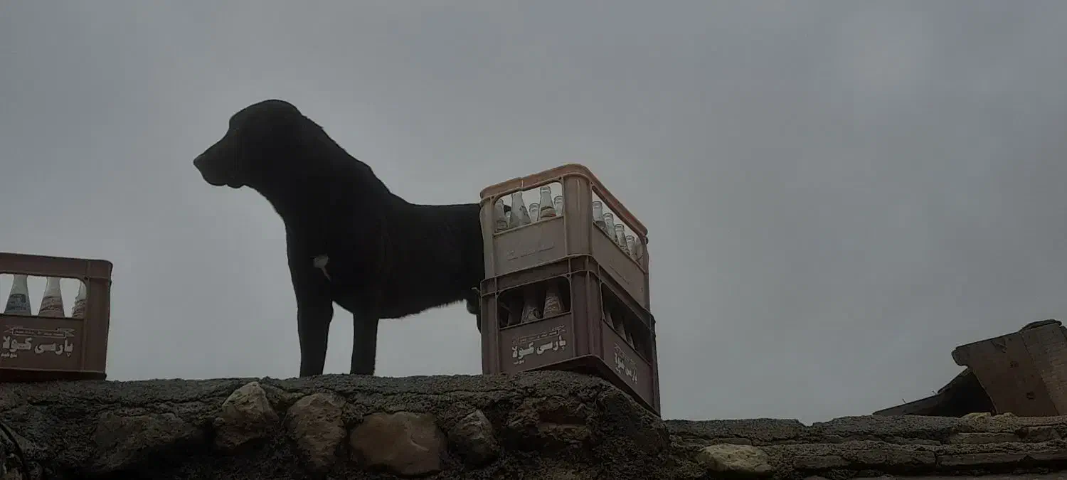 سراب|سگ|اسفراین, |دیوار