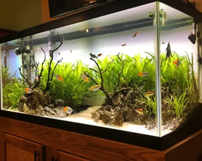 فروش اکواریوم|ماهی|کرمان, |دیوار