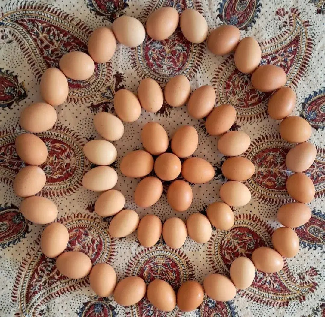 جوجه محلی کرچ شو|حیوانات مزرعه|بابل, |دیوار