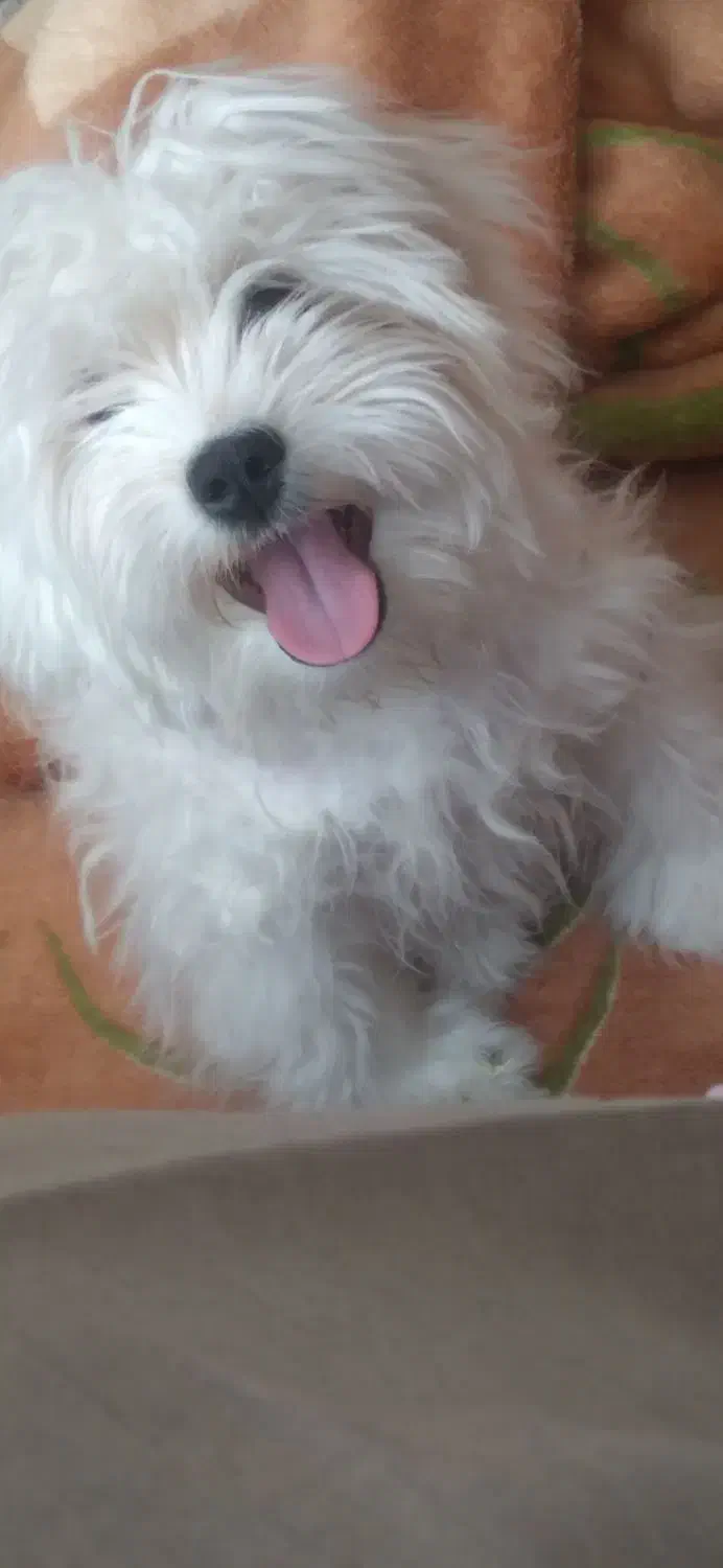 شیتزو نر|سگ|سهند, |دیوار