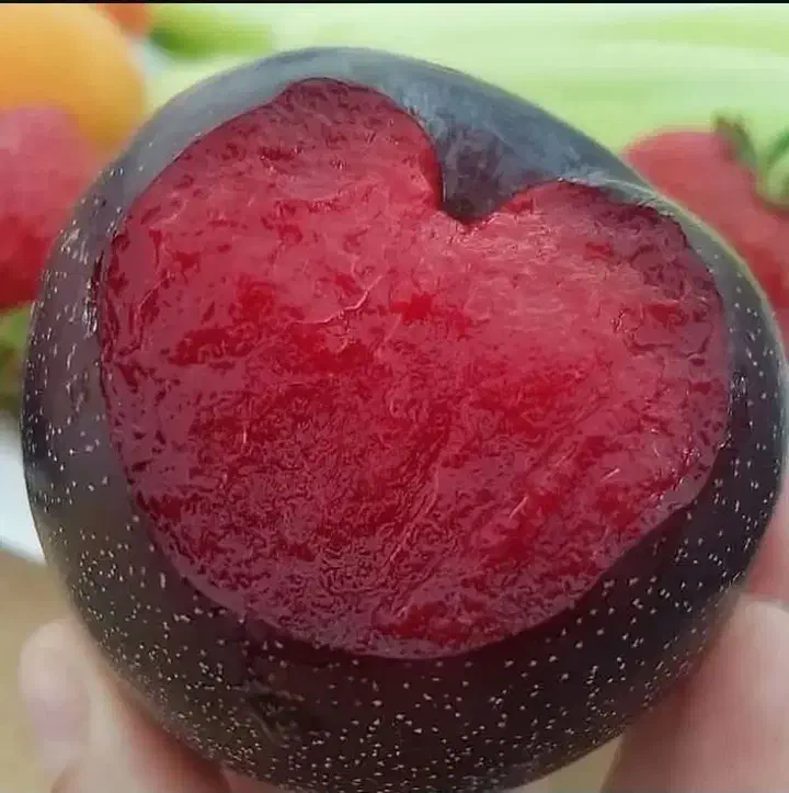 نهال آلو سانتریزه|گل و گیاه طبیعی|تبریز, |دیوار