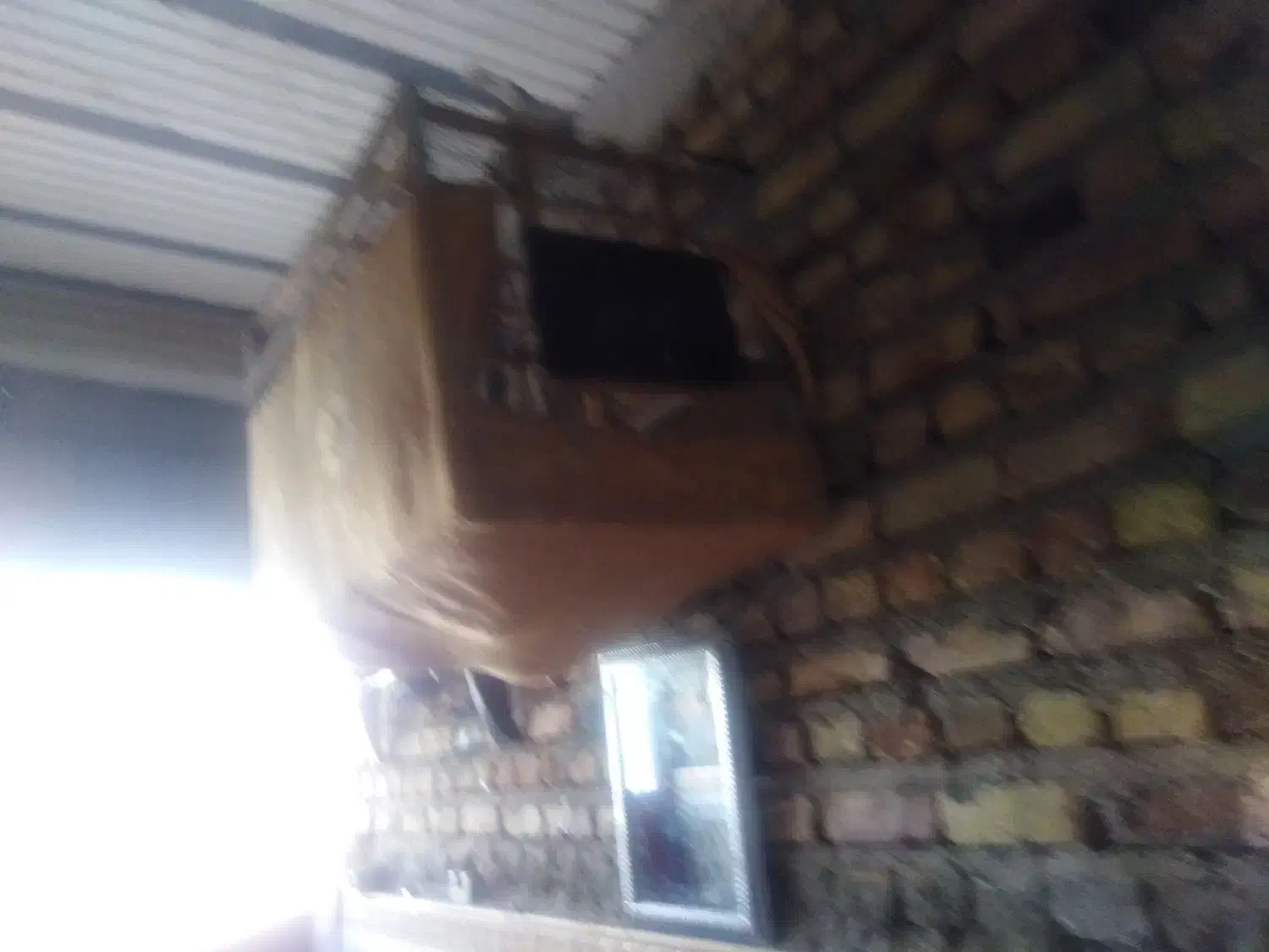 مامله ای با مرغ عشق|پرنده|ایرانشهر, |دیوار