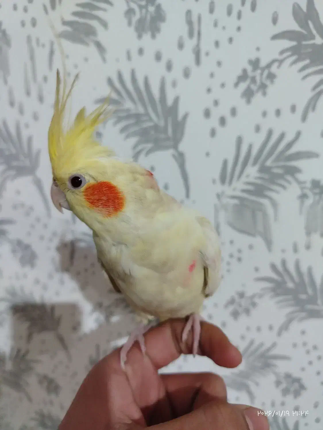 عروس هلندی|پرنده|قم, شهرک امام حسن|دیوار