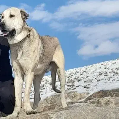 سگ پژدر|سگ|فرخ‌شهر, |دیوار