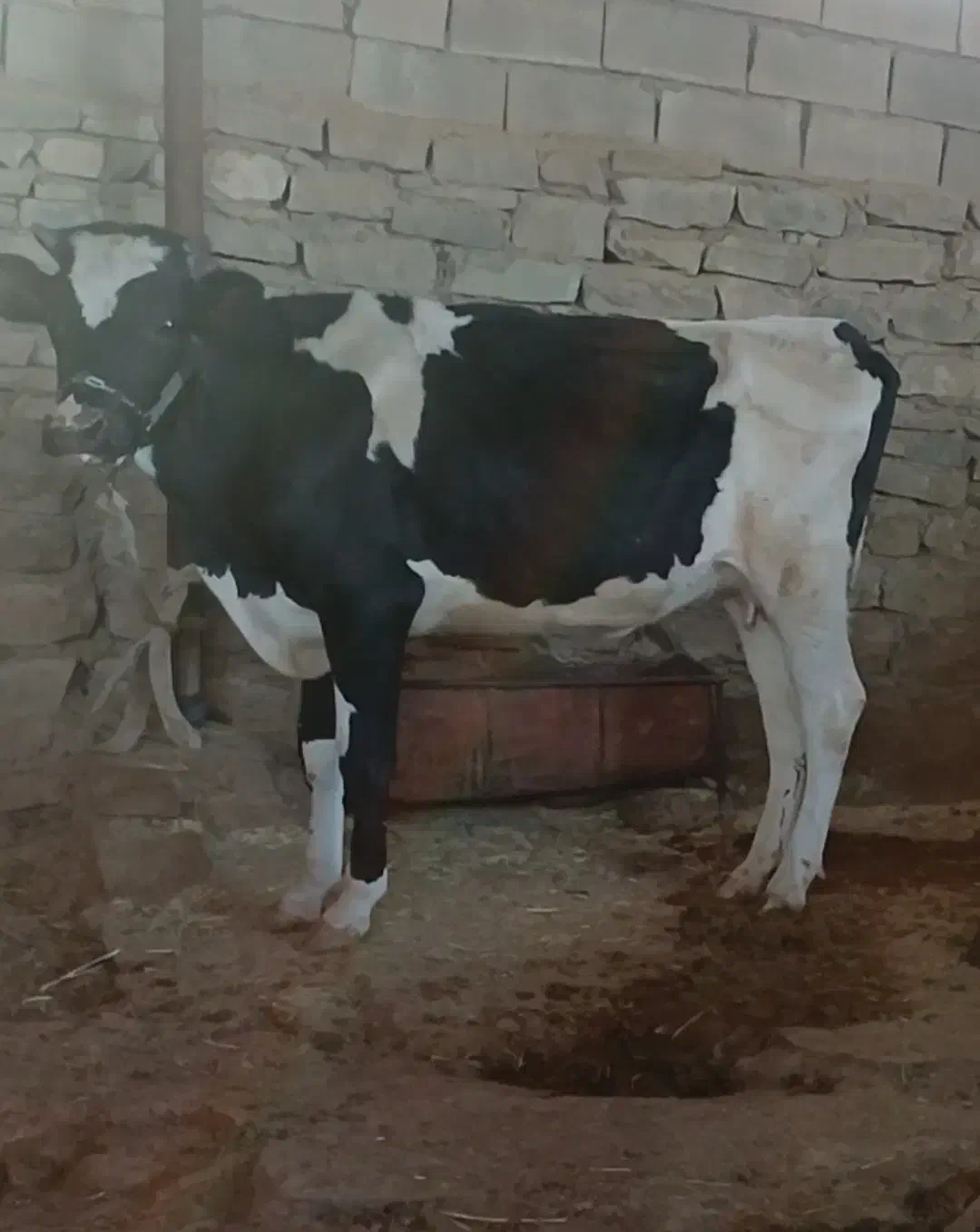 گاو|حیوانات مزرعه|مسجد سلیمان, |دیوار