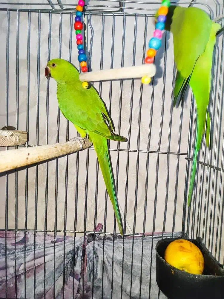 یک جفت جوجه ملنگو ۷ماهه ملنگو شیطون و ملوس|پرنده|تهران, دردشت|دیوار