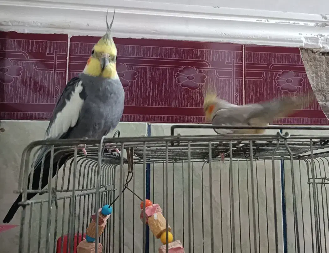 عروس هلندی جفت نر و ماده مولد|پرنده|بندر امام خمینی, |دیوار