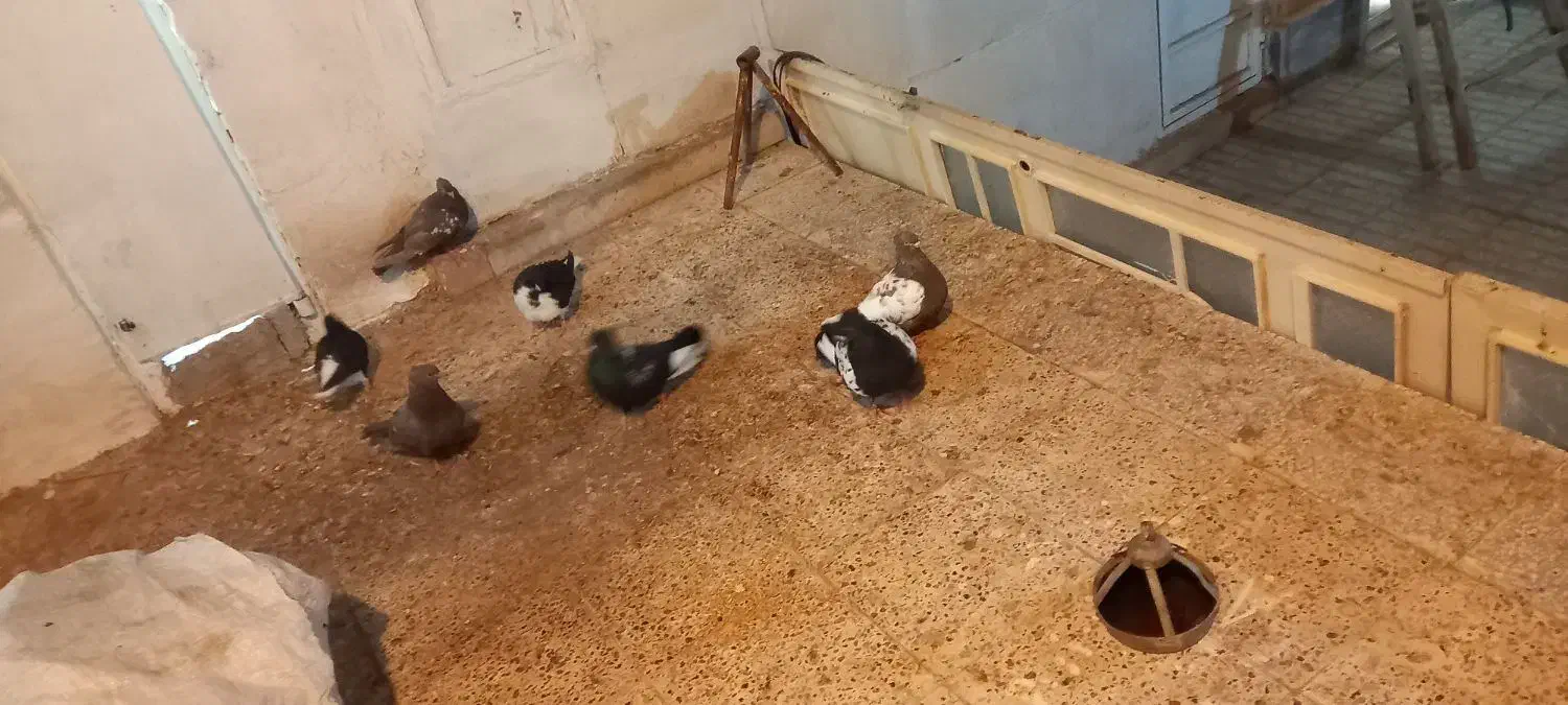 کبوتر|پرنده|تربتحیدریه, شهرک ولیعصر|دیوار