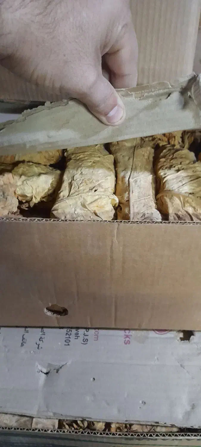 کاهو برگ قرمز و طلایی برازجان|خدمات باغبانی و درختکاری|بوشهر, |دیوار