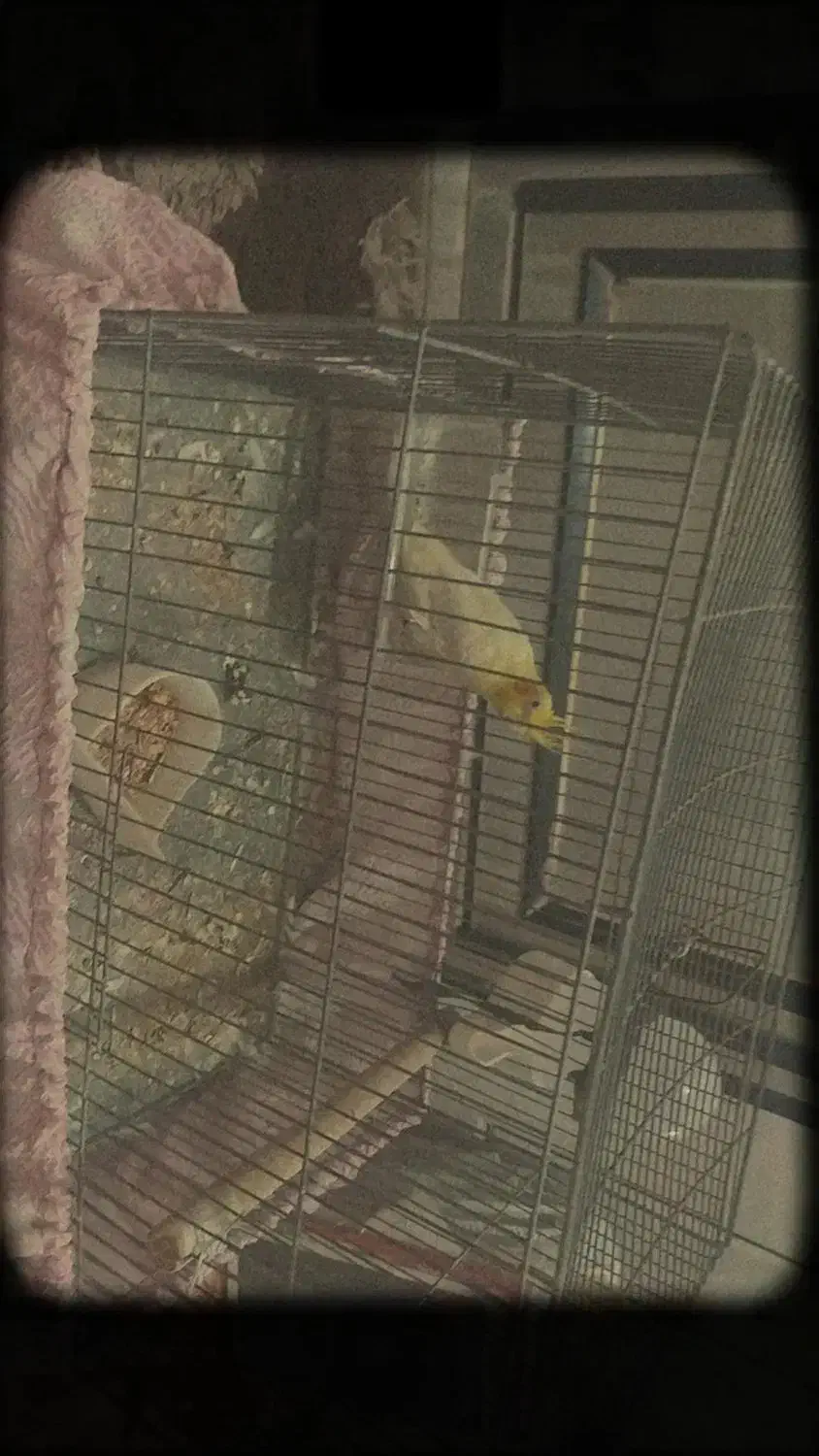 عروس هلندی|پرنده|نی‌ریز, |دیوار