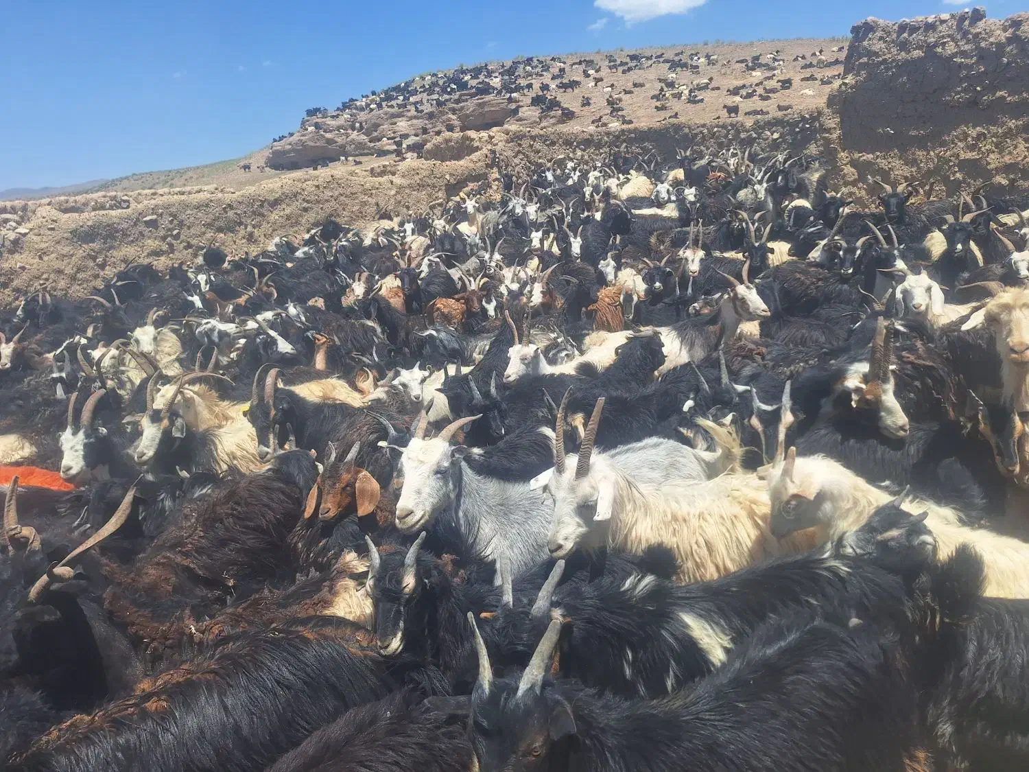 فروش ۵۰۰عدد بزغاله نر|حیوانات مزرعه|اصفهان, باغ فدک|دیوار