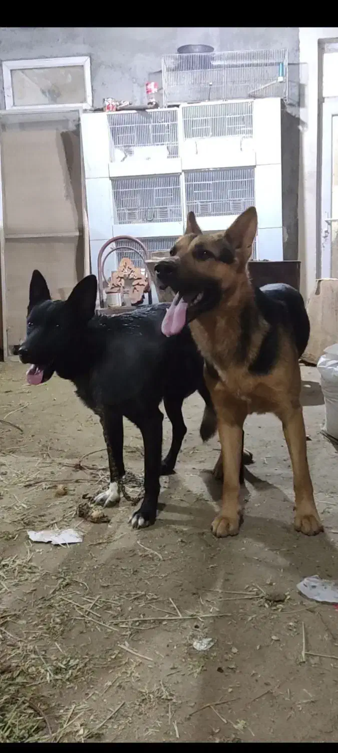 توله ژرمن ورک|سگ|تبریز, |دیوار