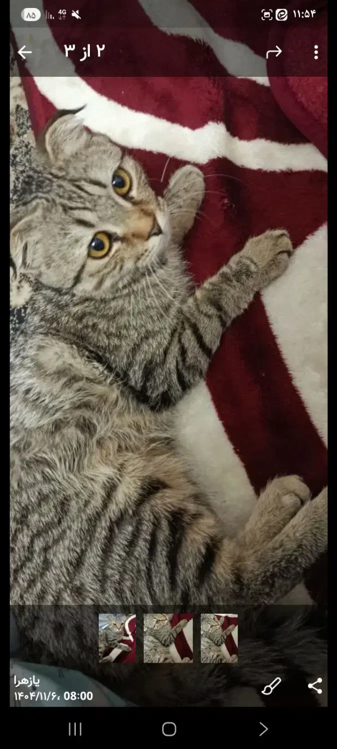 گربه اسکاتیش|گربه|زنجان, |دیوار