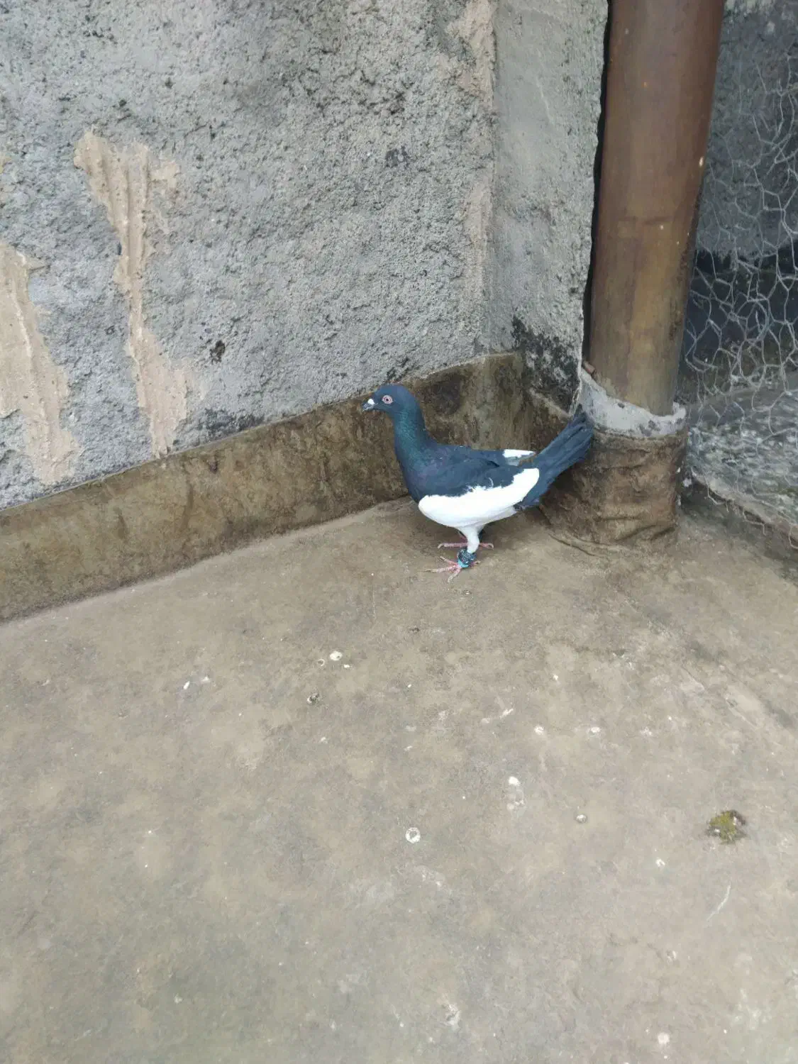 کبوتر|پرنده|مشهد, شهید معقول|دیوار