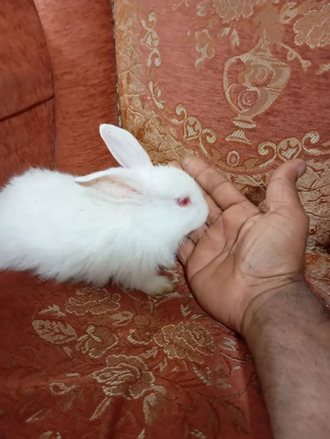 بچه خرگوش|موش و خرگوش|بم, |دیوار