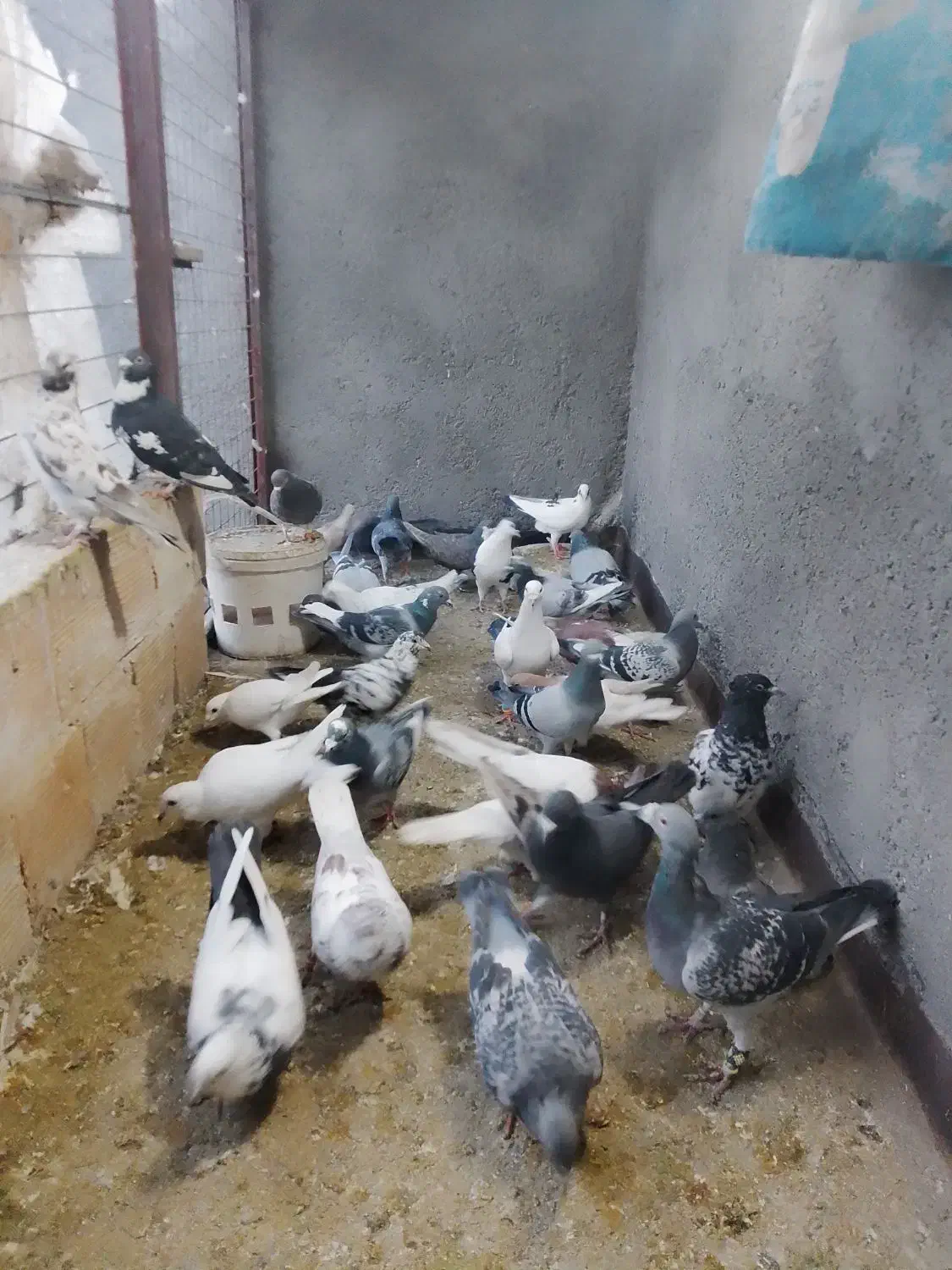 جفتی۴۵۰|پرنده|مشهد, بهمن|دیوار