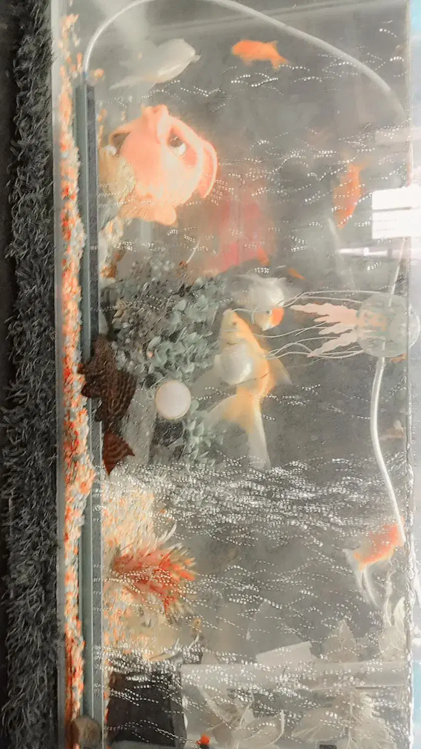 آکواریوم 80/30 بدون لب پریدگی|ماهی|صابری, |دیوار