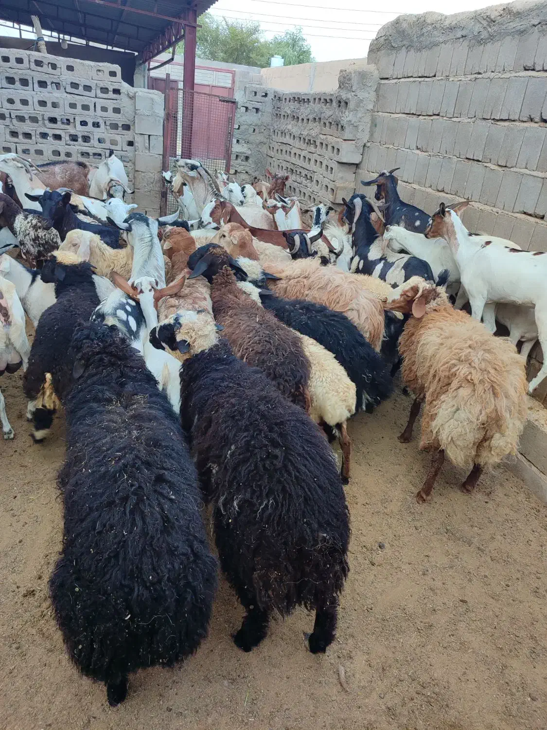 کهره و بره موجود|حیوانات مزرعه|قشم, |دیوار