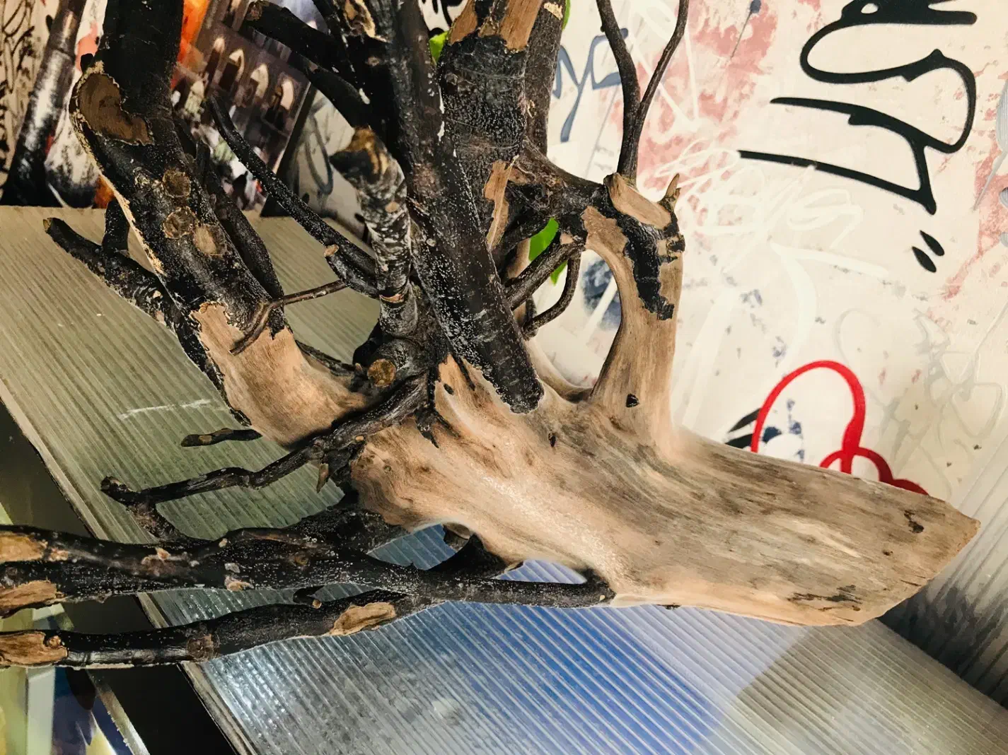 آکواریوم چوب ابنوس مخصوص|ماهی|اردبیل, |دیوار