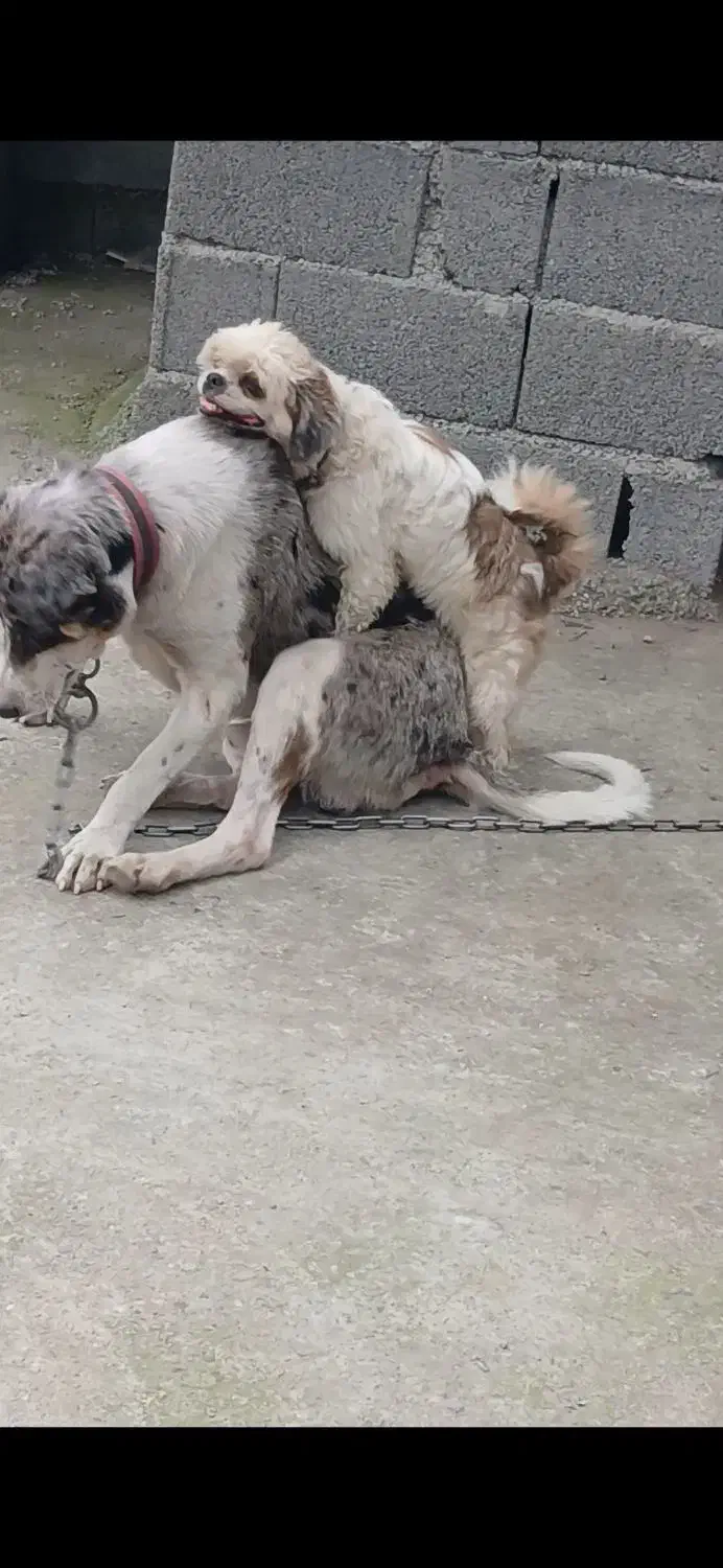 سگ شیتزو نر مفقود وگم شده|حیوانات|تنکابن, |دیوار