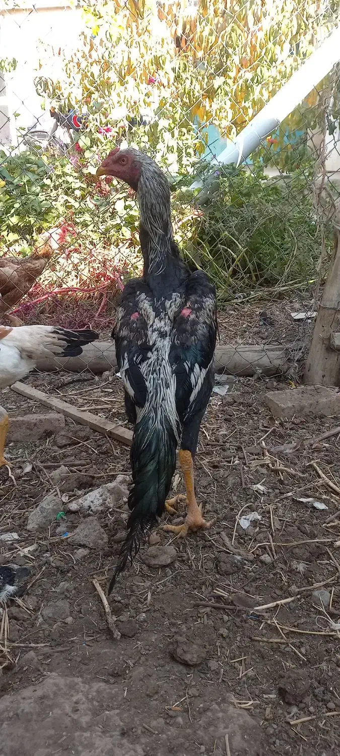 خروس لاری|حیوانات مزرعه|صوفیان, |دیوار