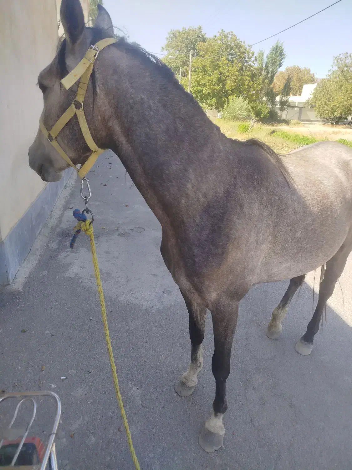 اسب گمشده|اسب و تجهیزات اسب‌سواری|گلپایگان, |دیوار