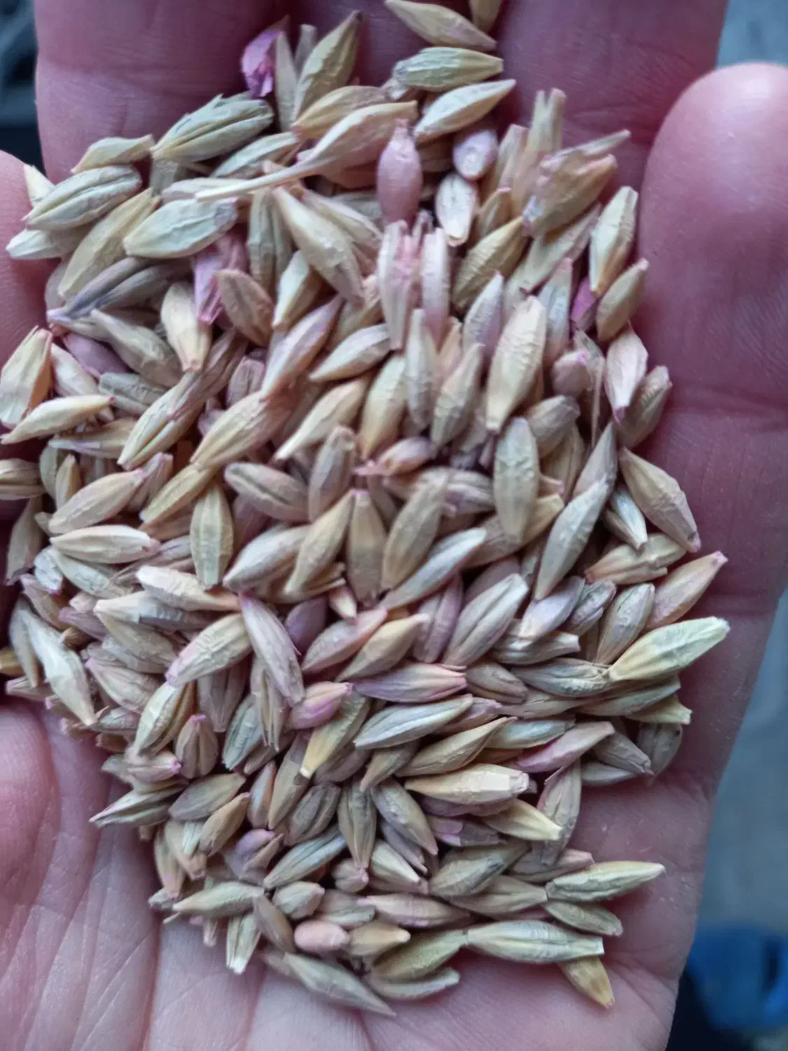 جو وگندم فروش|لوازم جانبی حیوانات|دالاهو, |دیوار