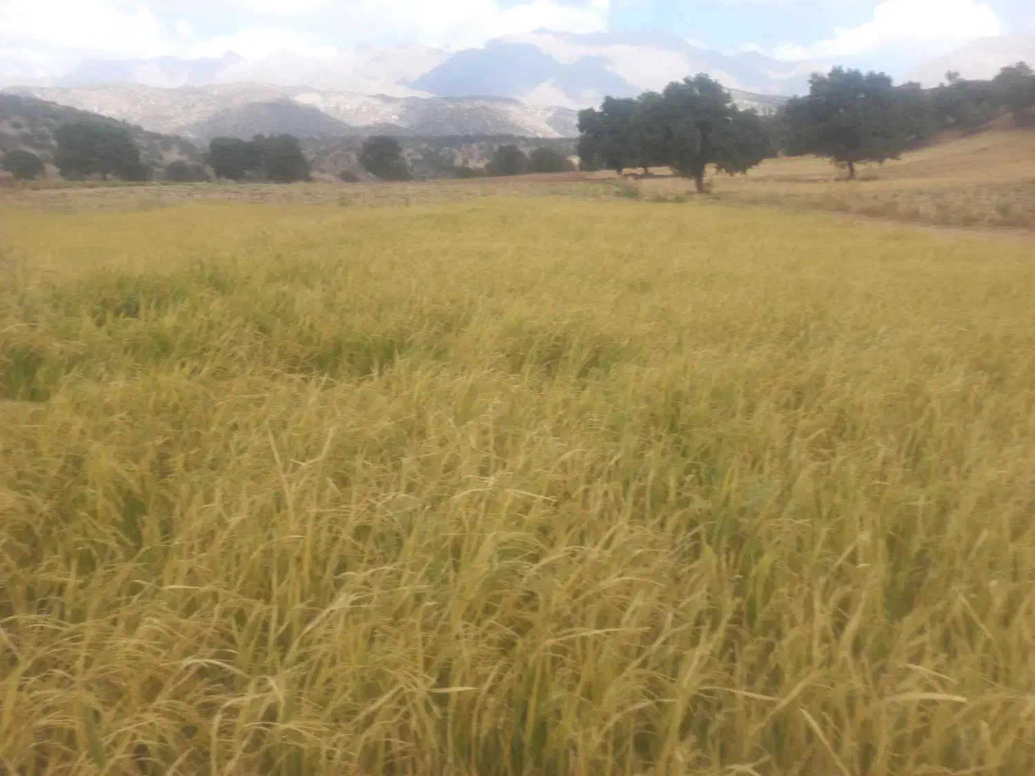 فروش زمین .برنج. باغ.گلخانه.گاوداری|فروش زمین و ملک کلنگی|یاسوج, |دیوار