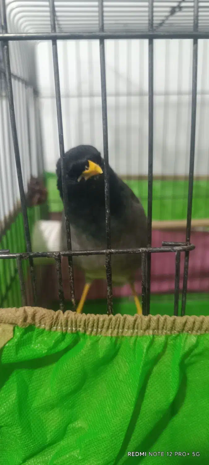 مرغ مینا|پرنده|بندر ماهشهر, |دیوار