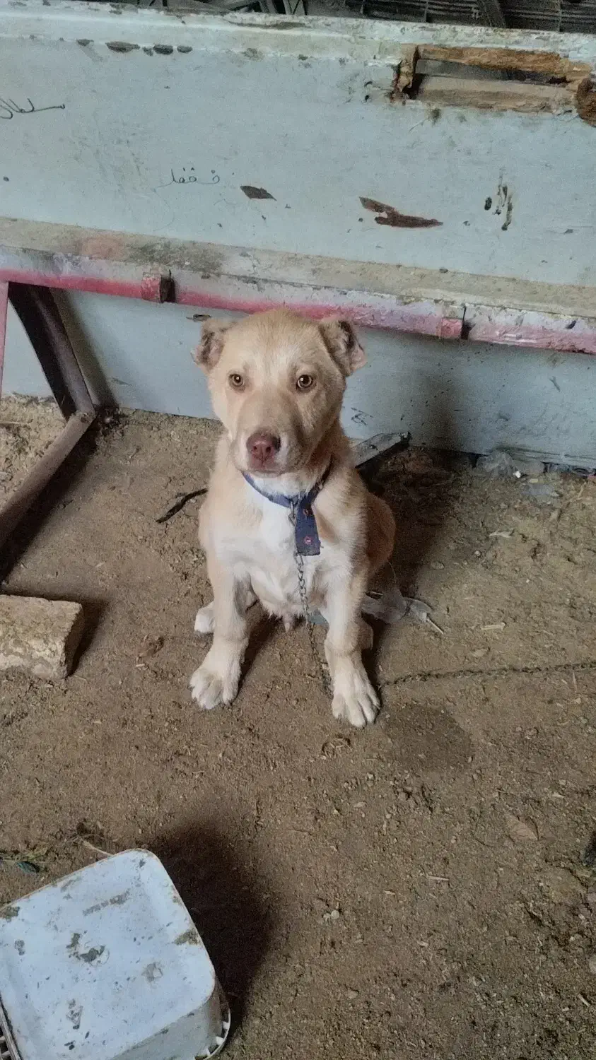 توله سگ|سگ|تایباد, |دیوار