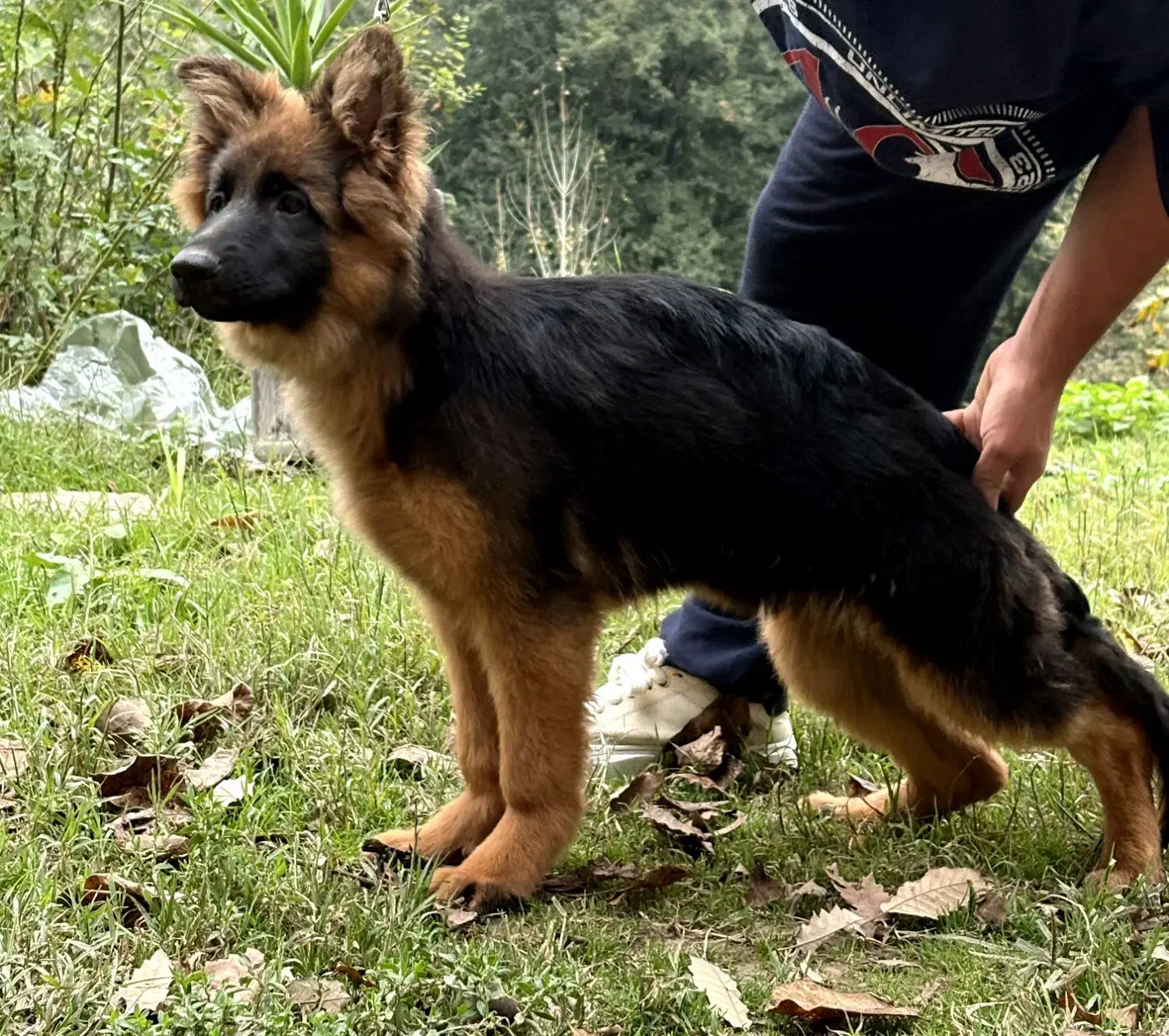 ژرمن ماده موبلند|سگ|رشت, بلوار گیلان|دیوار