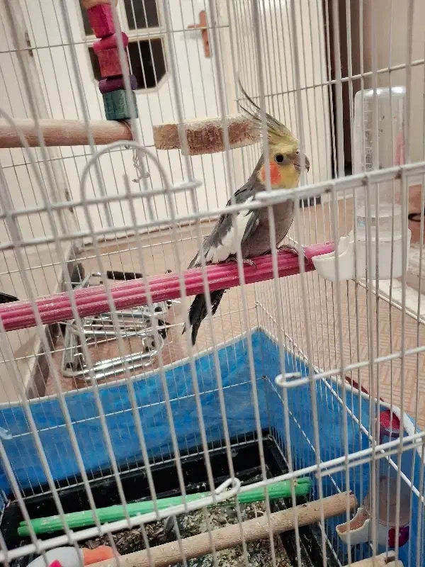 عروس هلندی نرسخنگو|پرنده|قم, تعویض پلاک|دیوار