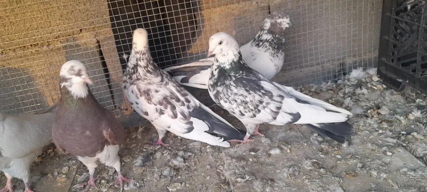 کبوتر پرشی|پرنده|جرقویه, |دیوار