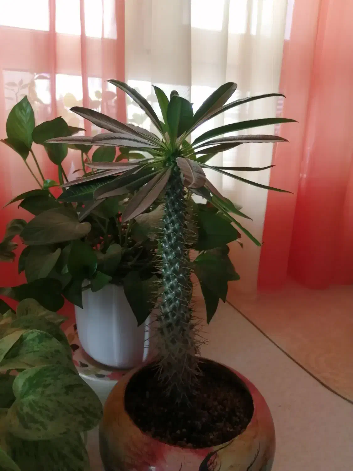 گل و گلدانهای زیبا|گل و گیاه طبیعی|کرمانشاه, |دیوار